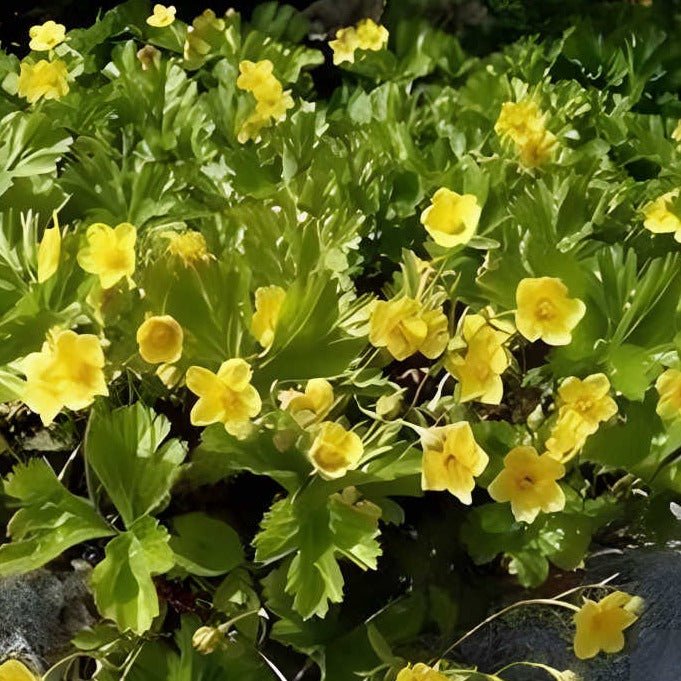 Waldsteinia ternata - Gele aardbei - toptuinplanten