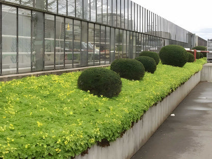 Waldsteinia ternata - Gele aardbei - toptuinplanten