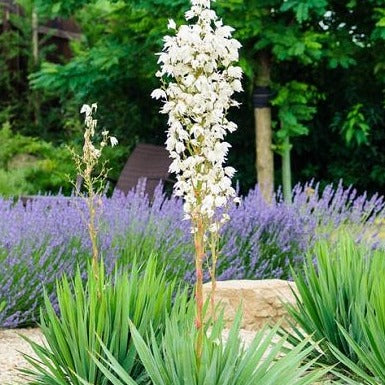 Yucca filamentosa - Palmlelie - toptuinplanten