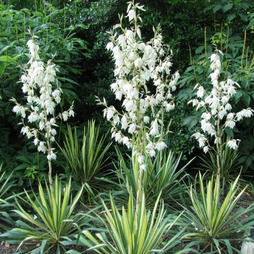 Yucca filamentosa - Palmlelie - toptuinplanten