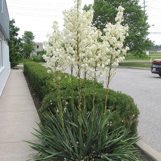 Yucca filamentosa - Palmlelie - toptuinplanten